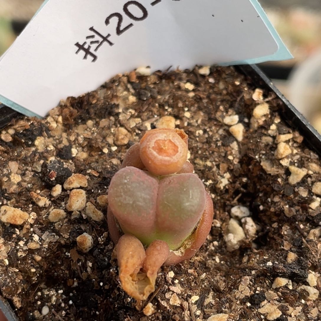 20-65混合编号风铃肉锥