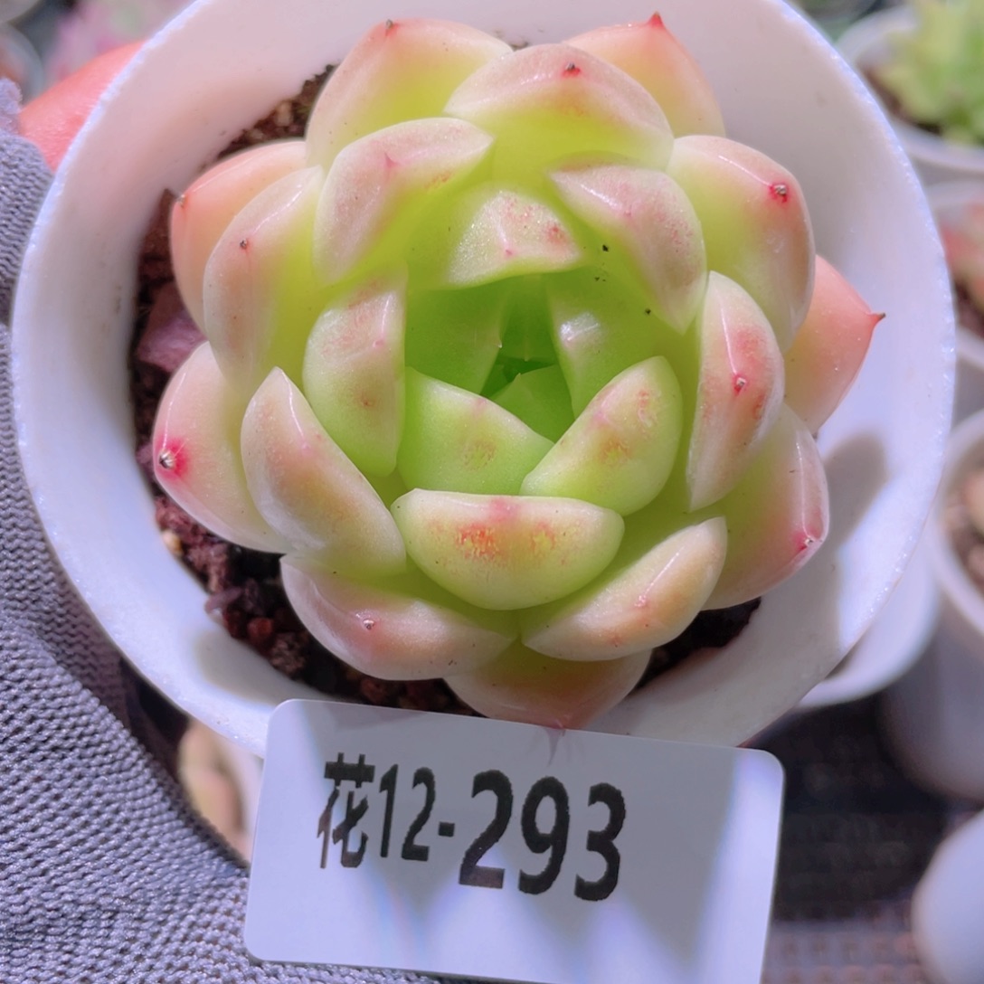 花利美12-293麦秆