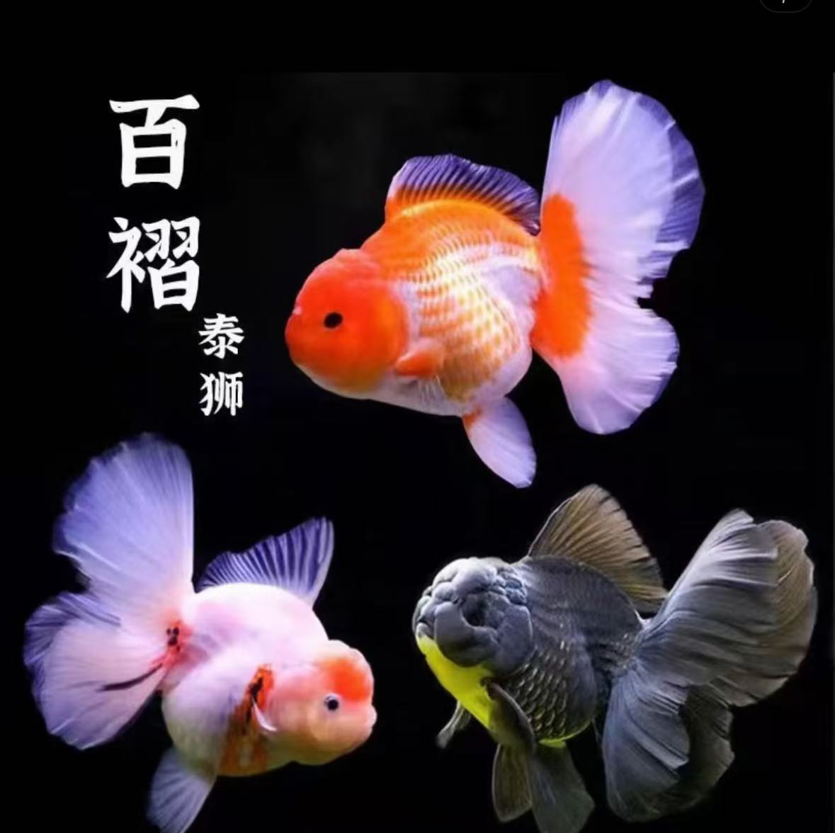 观赏鱼泰国进口血统精品百褶泰狮耐活好养不挑水质 7条颜色随机发