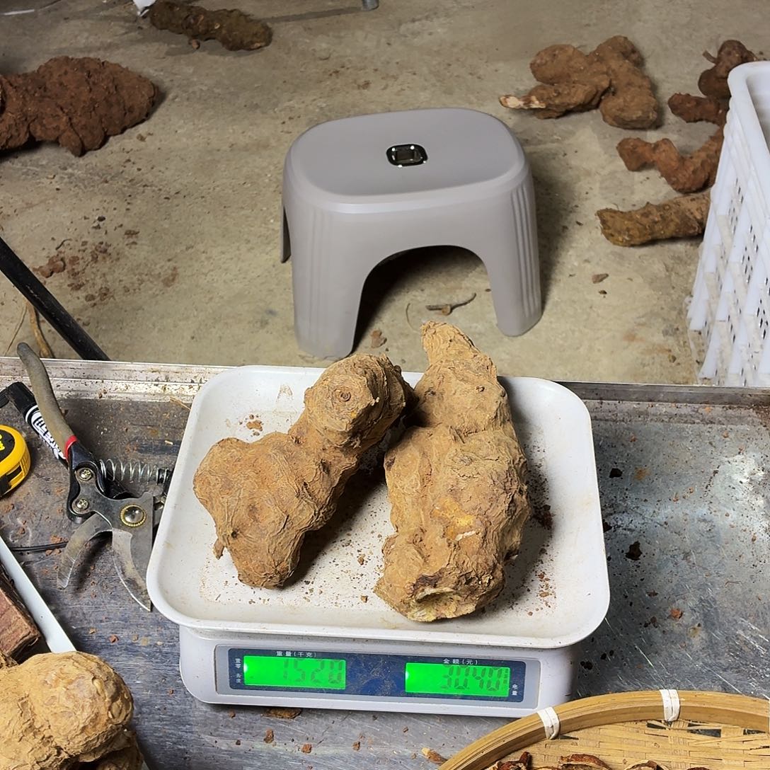 林***！中国大陆广西野生土茯苓鲜货