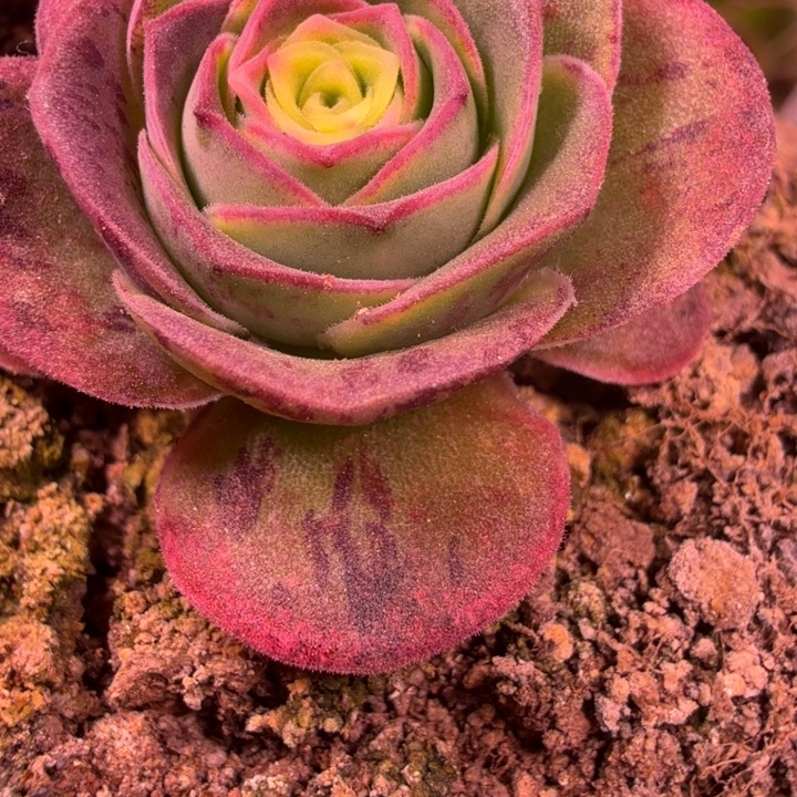 ****儿ln651  玫瑰  绝色一号x龙沙等