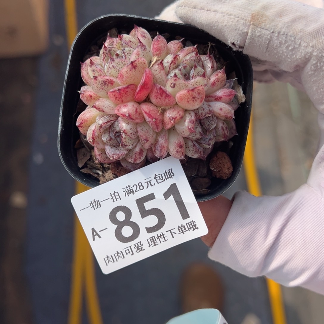 赤水晶多肉多肉多肉多肉