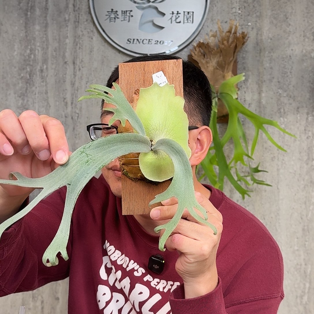 完全开放黄月Yot鹿角蕨书签板春野花园