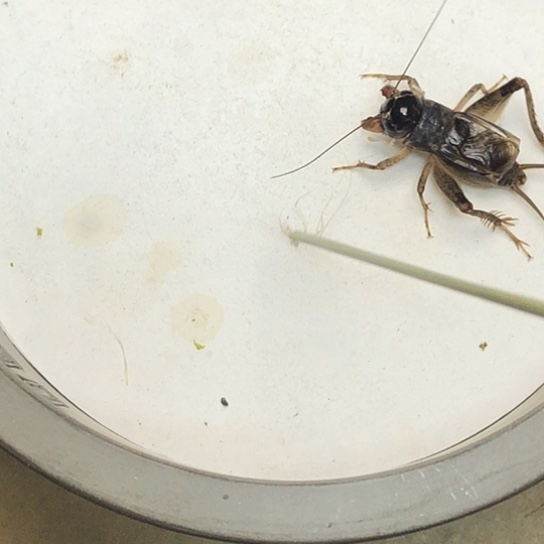 蛐蛐儿蟋蟀福利来啦