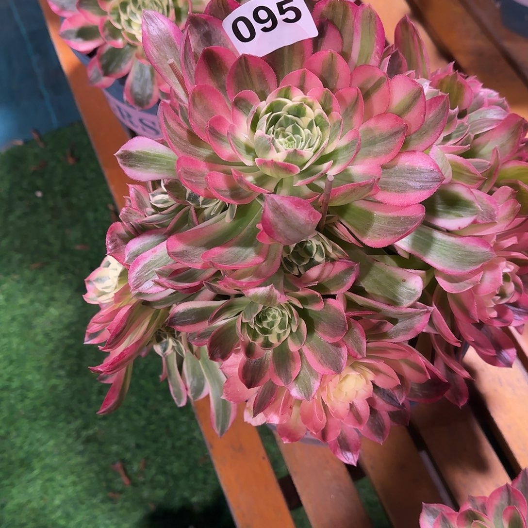 多肉植物海王095