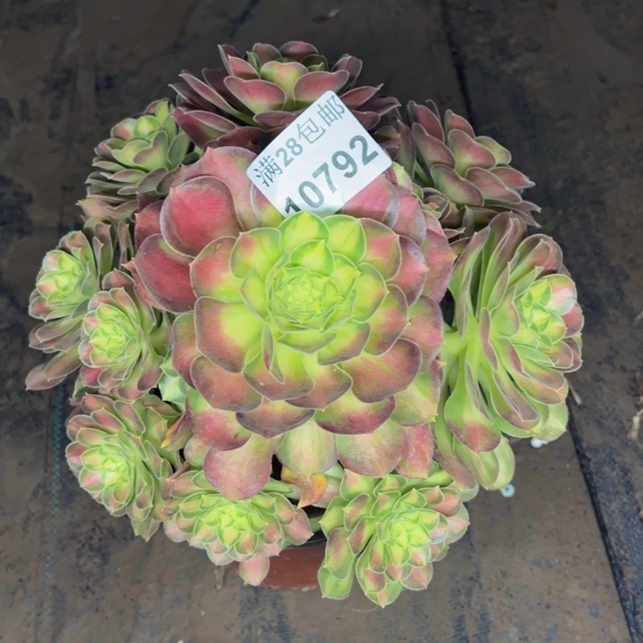 10792韶华不把损多肉植物
