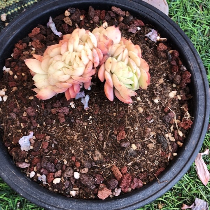 鸡蛋碧桃缀化多肉植物