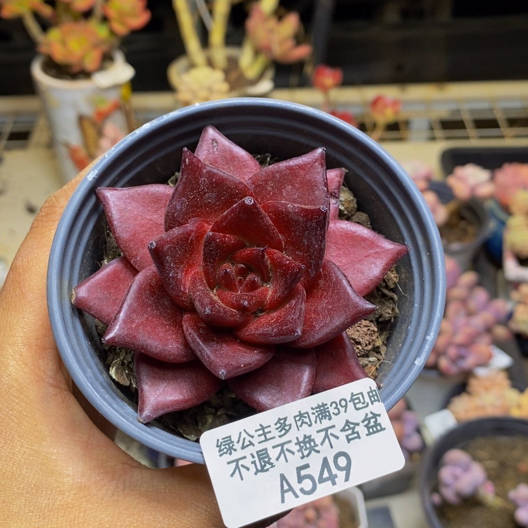 549罗宾仙子多肉6c m