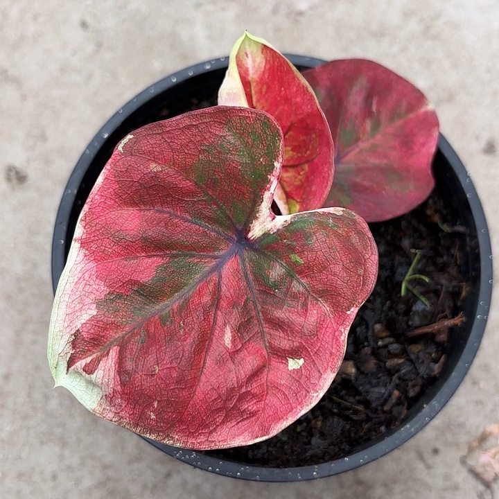 21-1226红丝绒广东现货