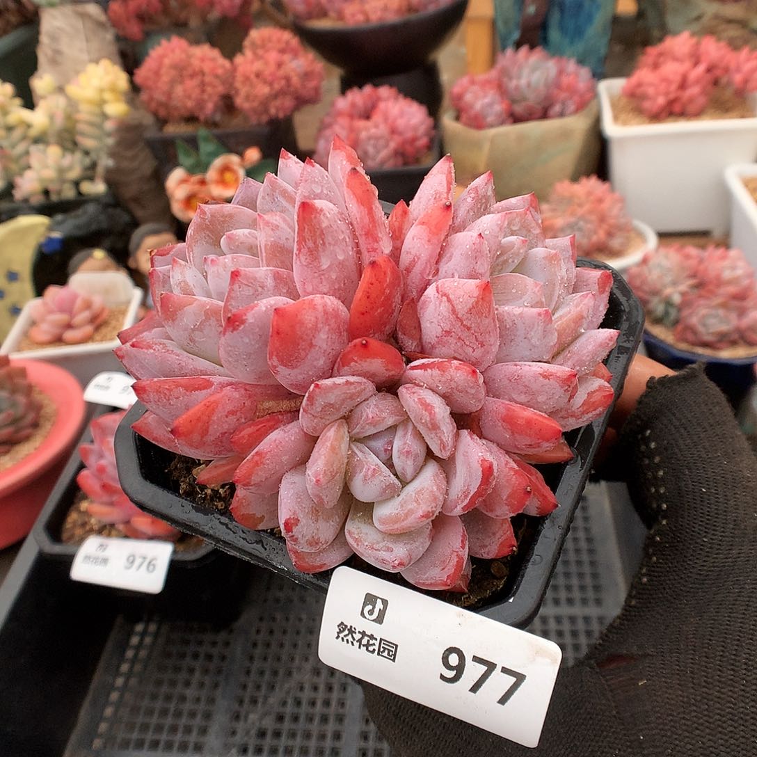977雪天使多肉植物6666