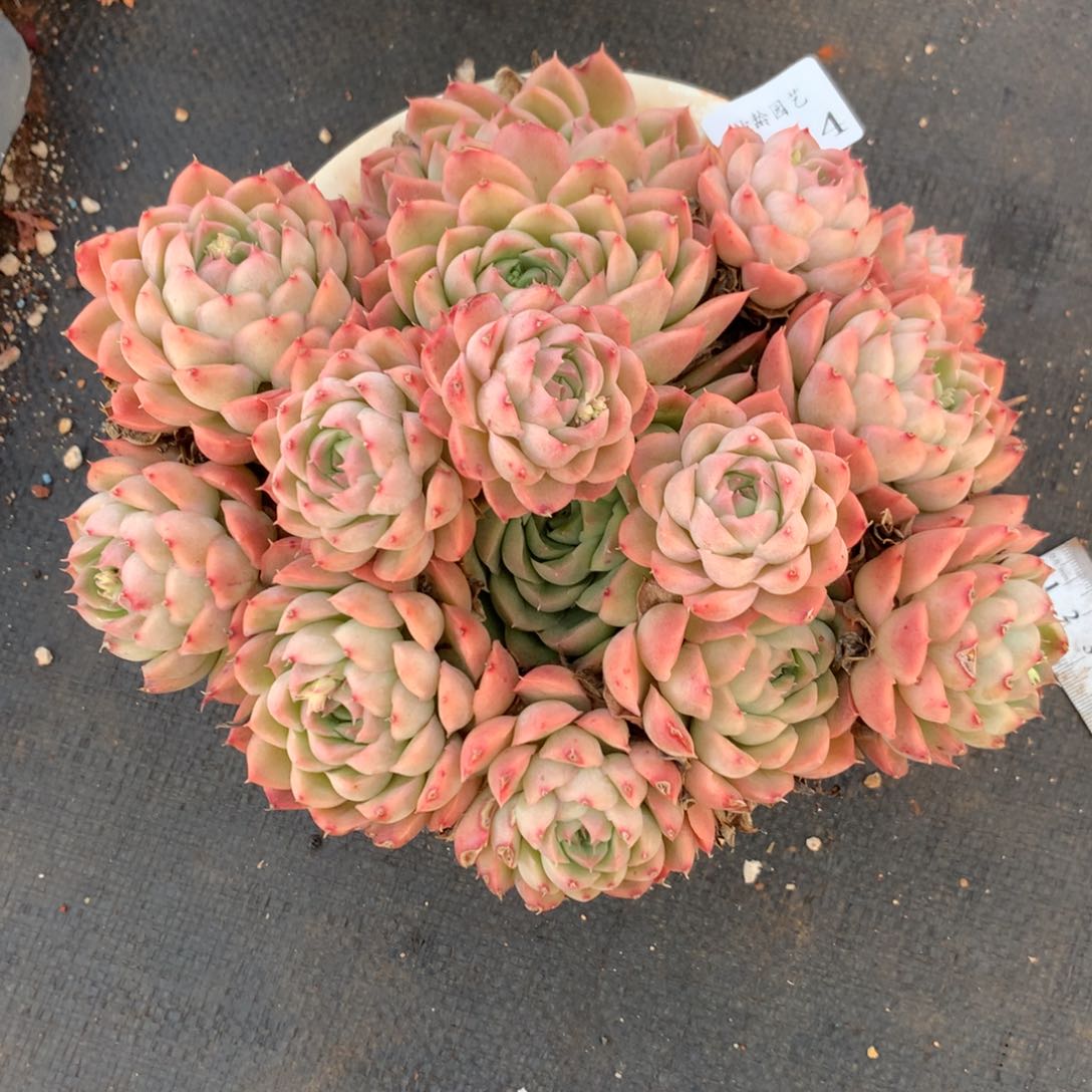 不****调2574杂交精品基地20厘米