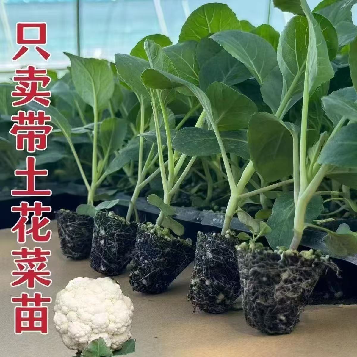 有机花菜苗四季可种耐寒适用于阳台庭院种植