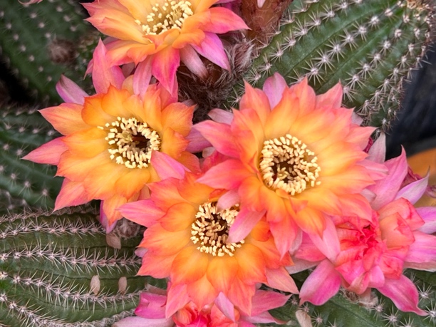 新花色白檀13-40仙人球勤花品种