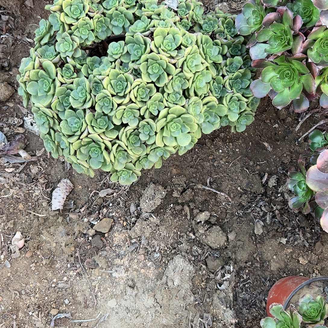 多肉植物百合丽丽