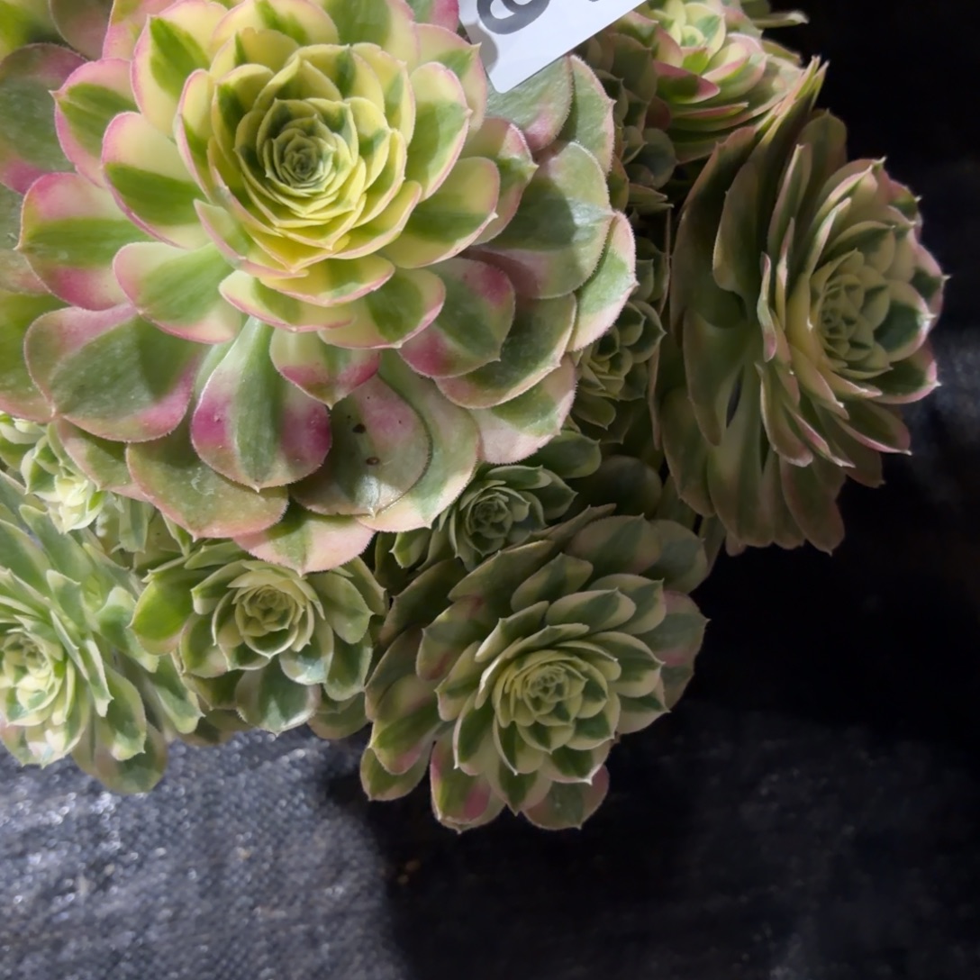 琴***荡玉姿老桩福利029肉肉肉