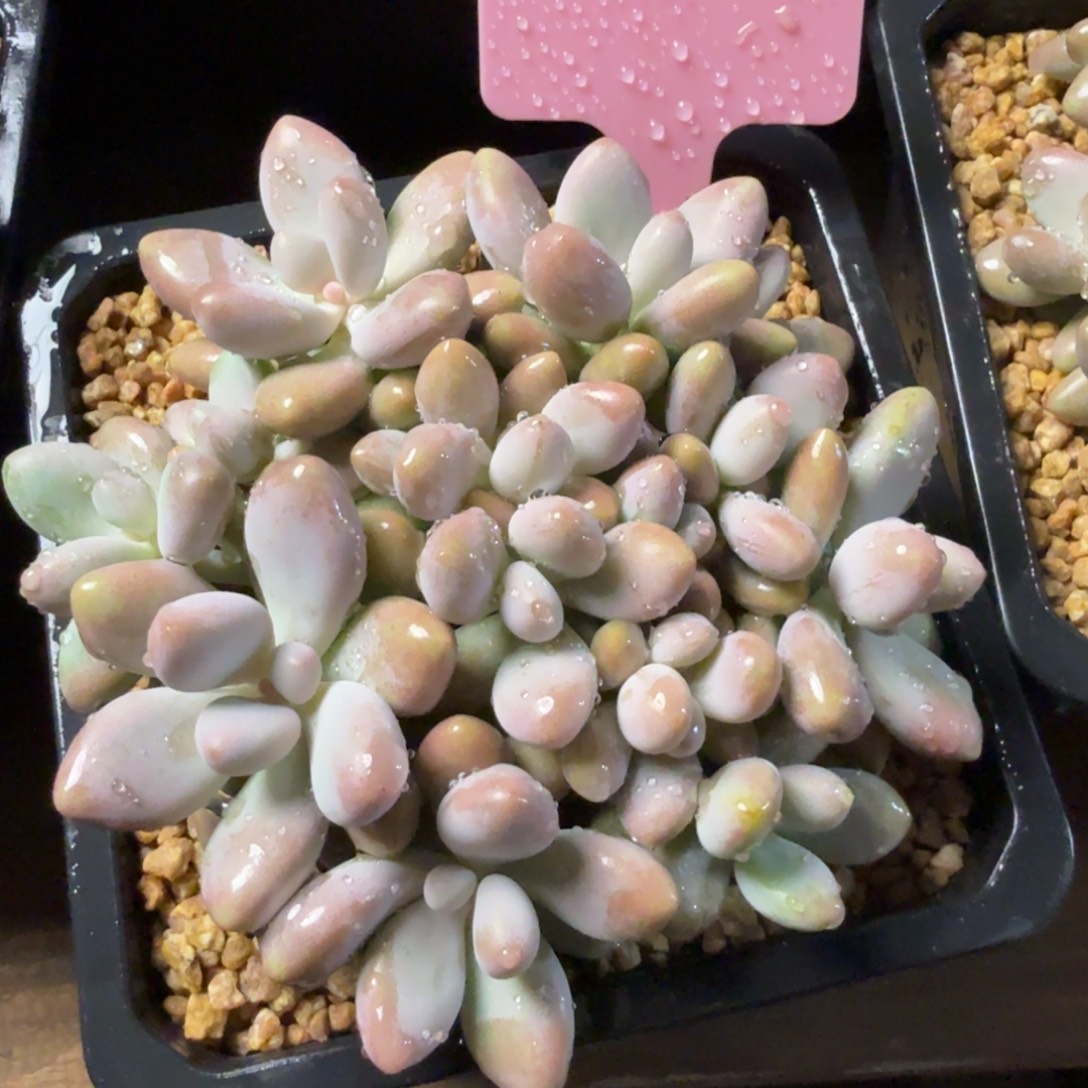 蜜多丽美人111111111111111111