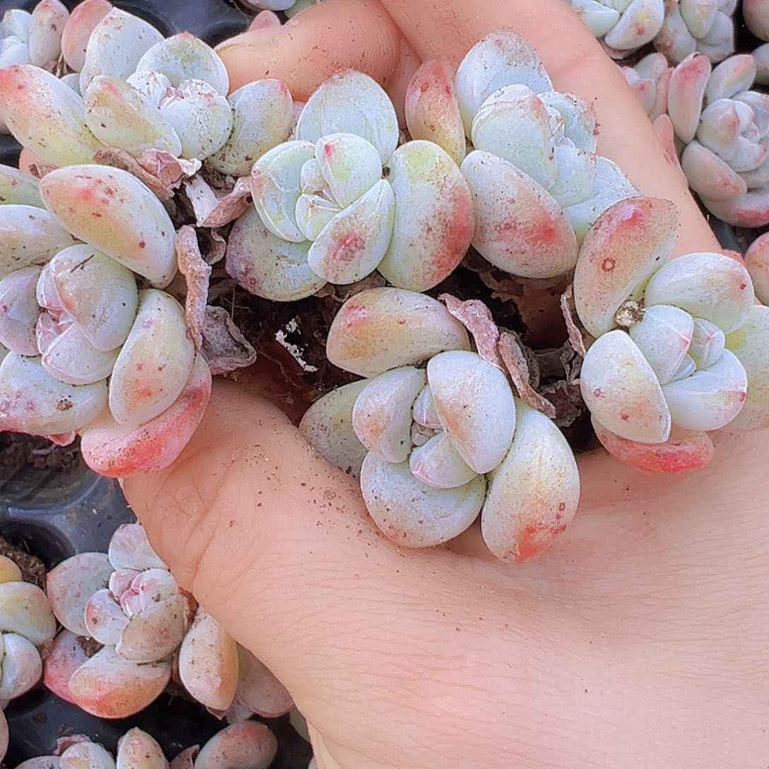 双头冰玉苗7颗19包邮