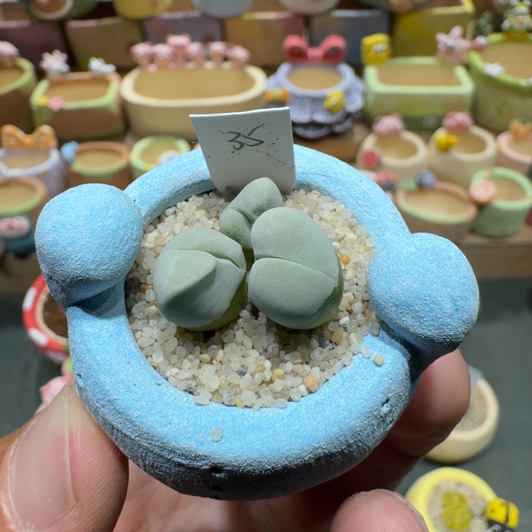 蘑菇1289白魔多肉植物