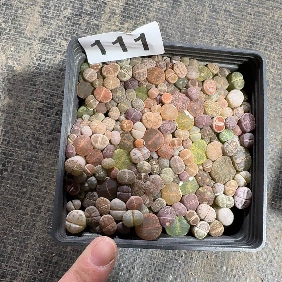 多***乐生石花一物一拍111