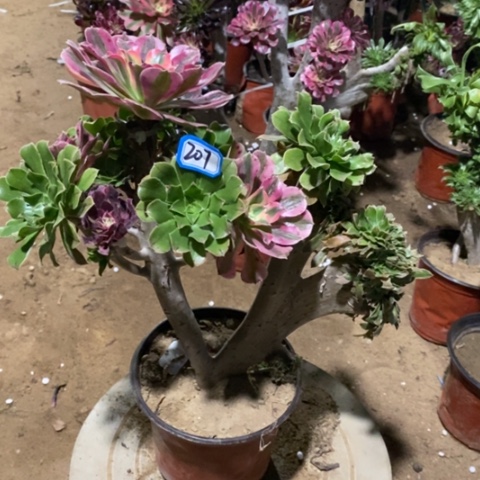 原始绿缀嫁接一物一拍