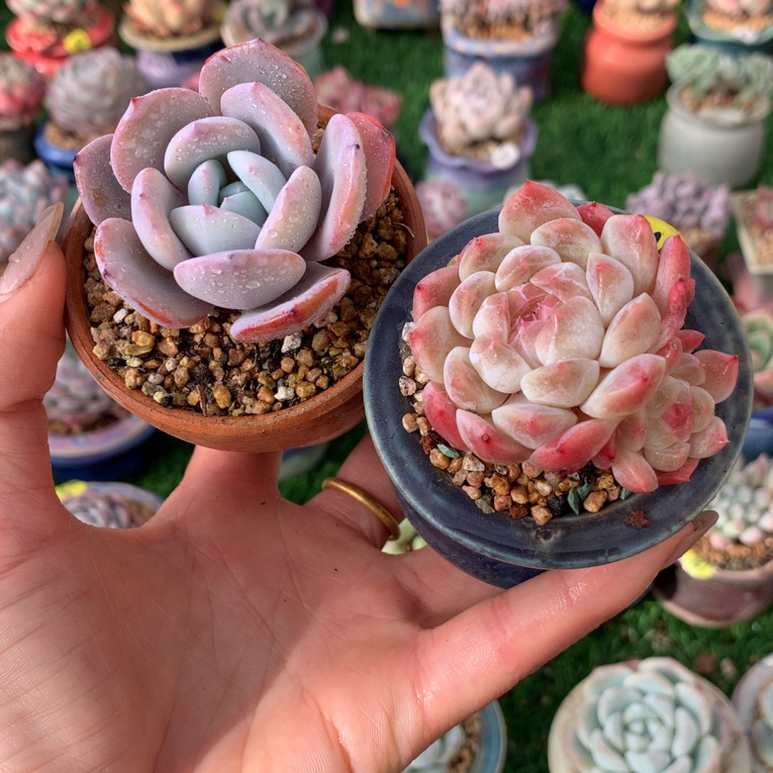 带盆  奶茶 ➕玉兔           