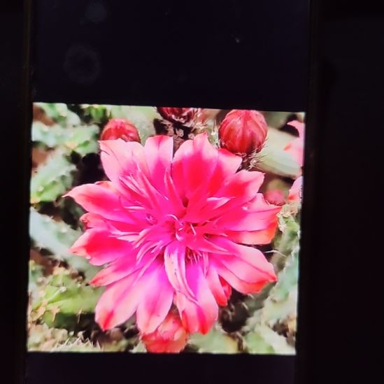 仙人球红花重瓣美花角侧芽