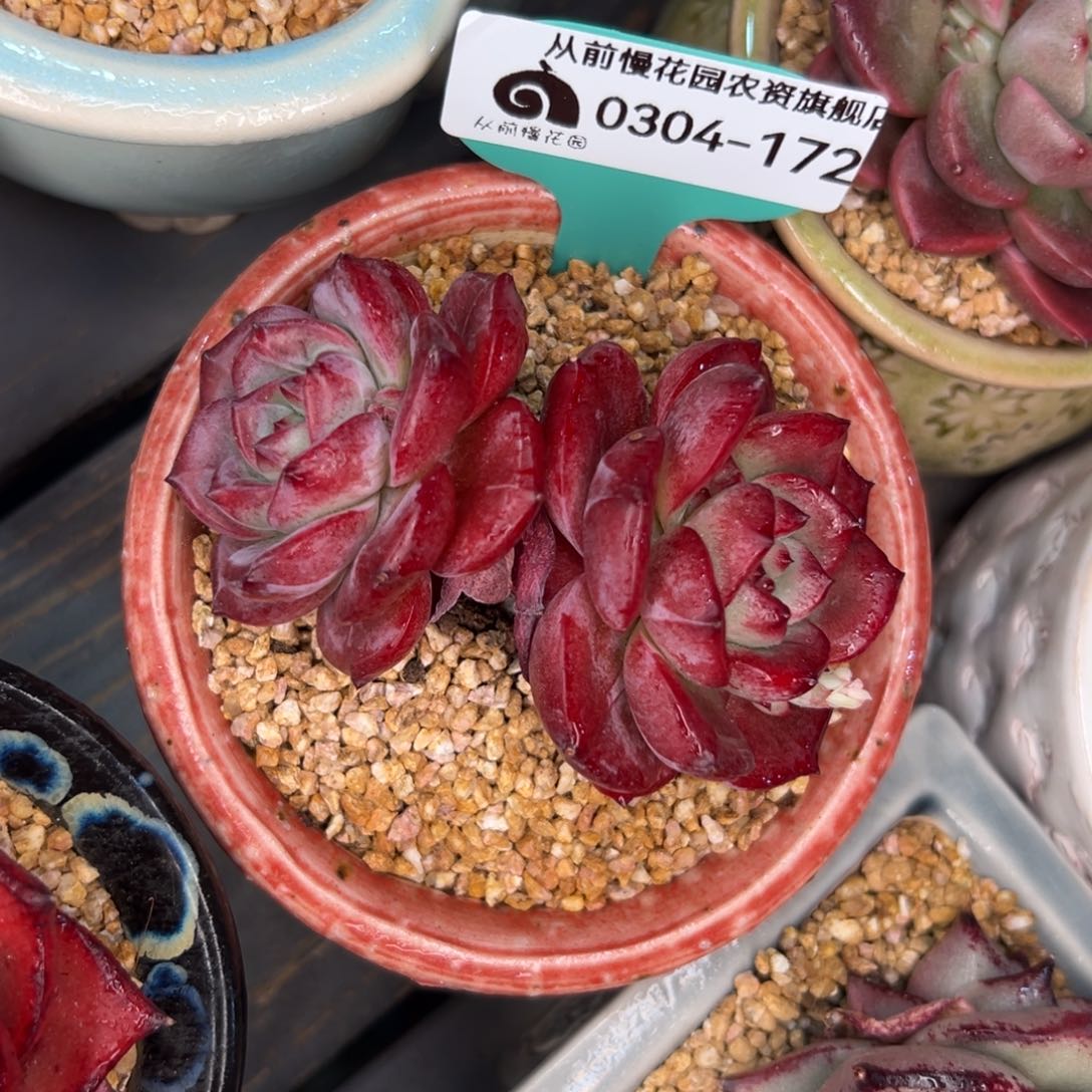 多肉一物一拍0304-172