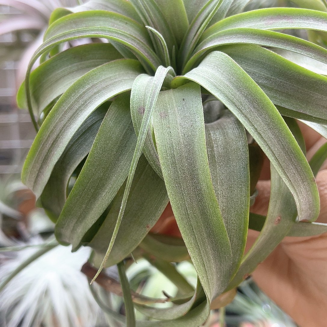 大***然长叶艾瑞克空气凤梨