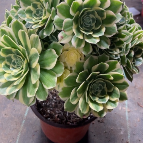 多肉植物迈巴赫锦。