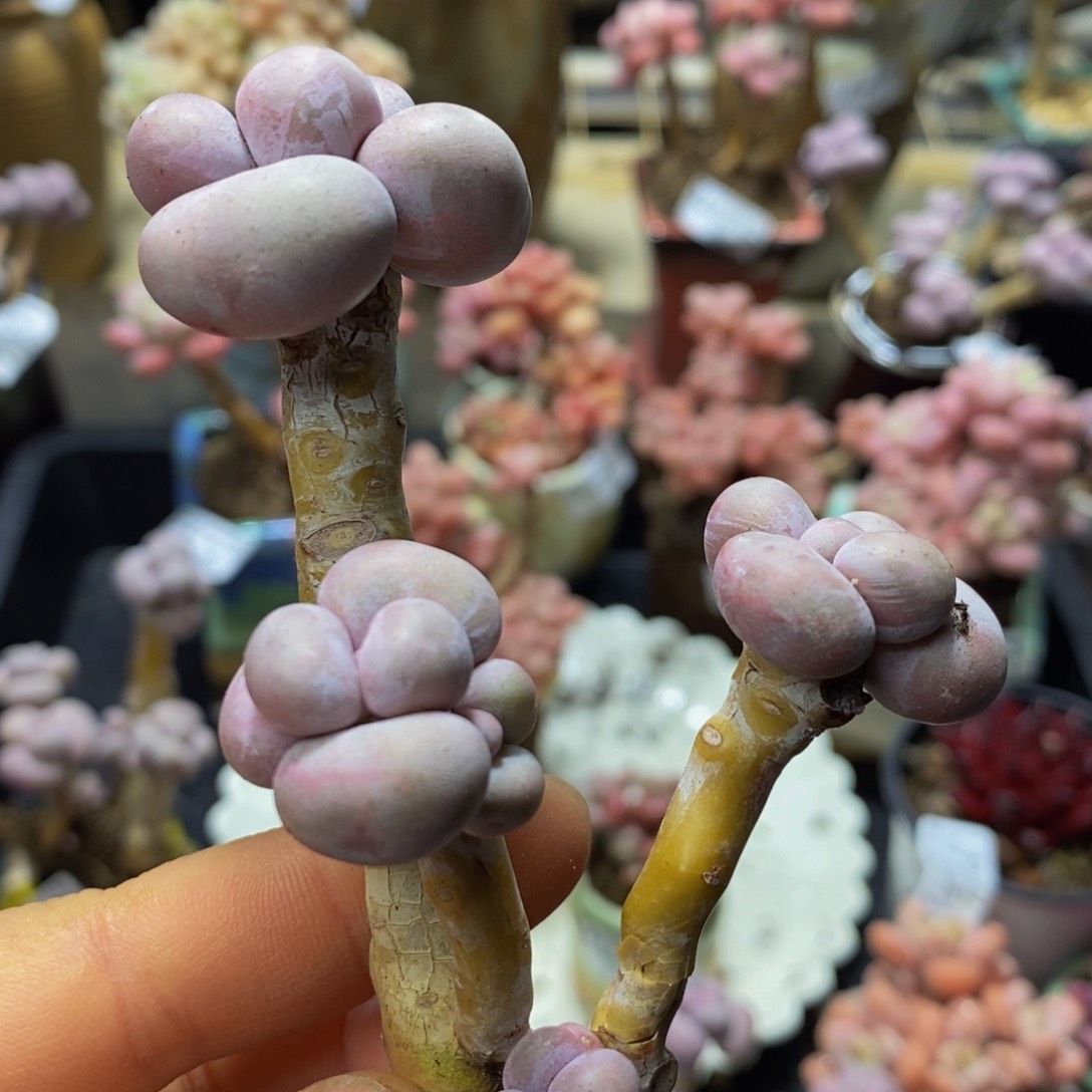 039 有断杆特价5 厘米