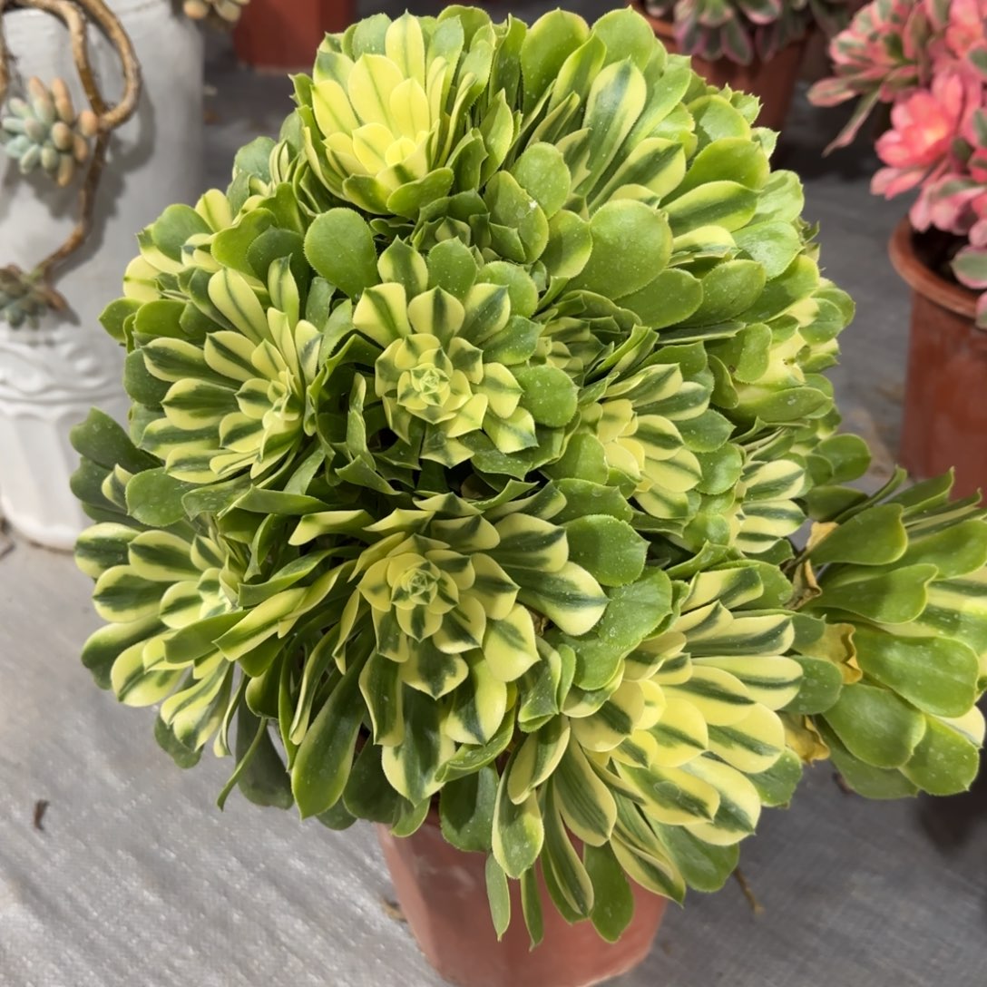 多肉植物辛尼亚一物一拍40cm