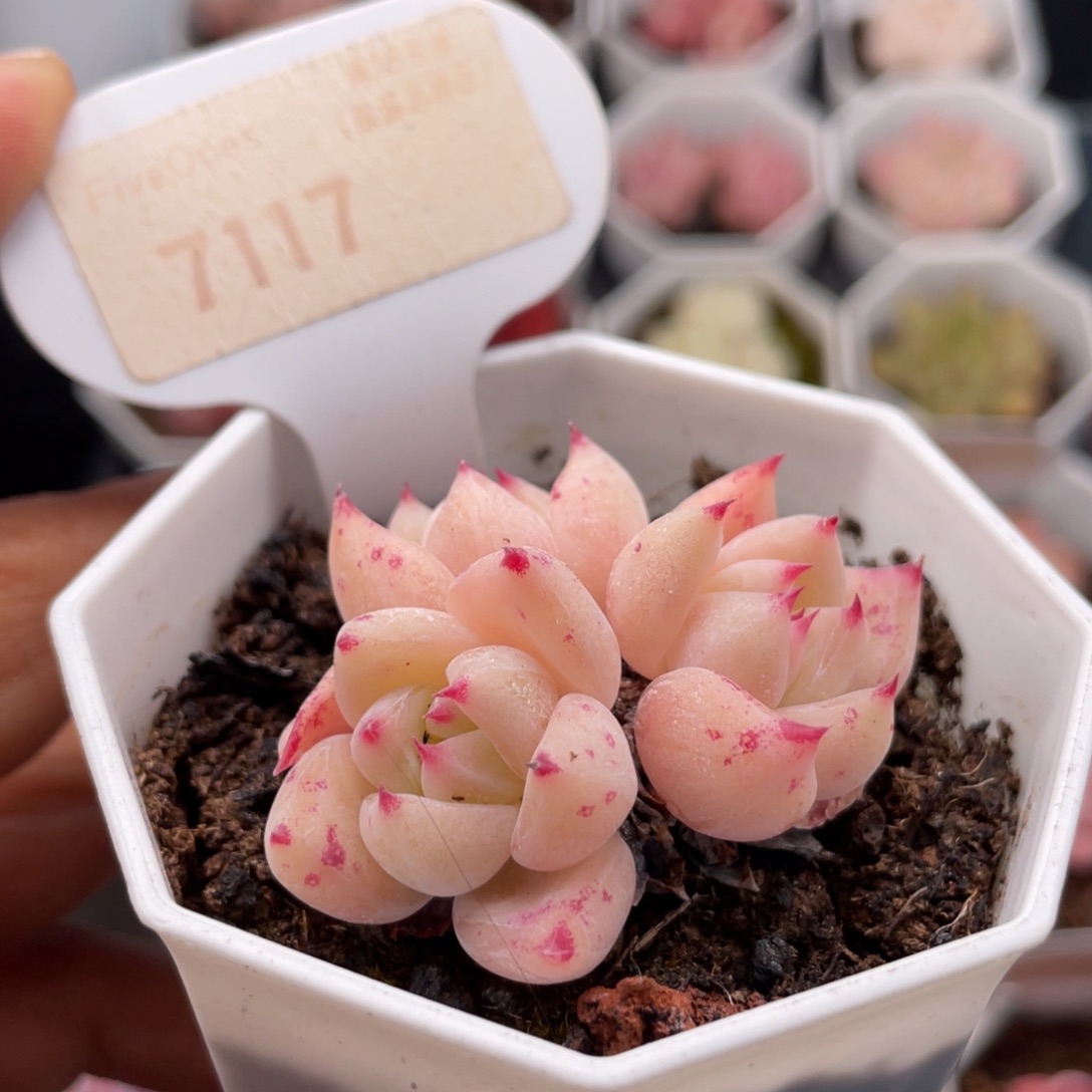 白拉糖7117-5.0厘米