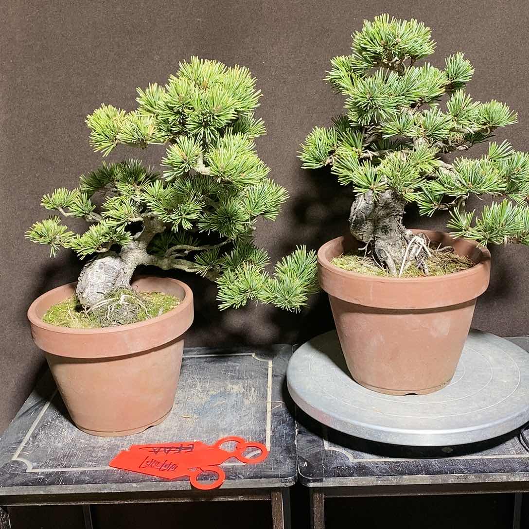 【闪购商品】无花朵一***g