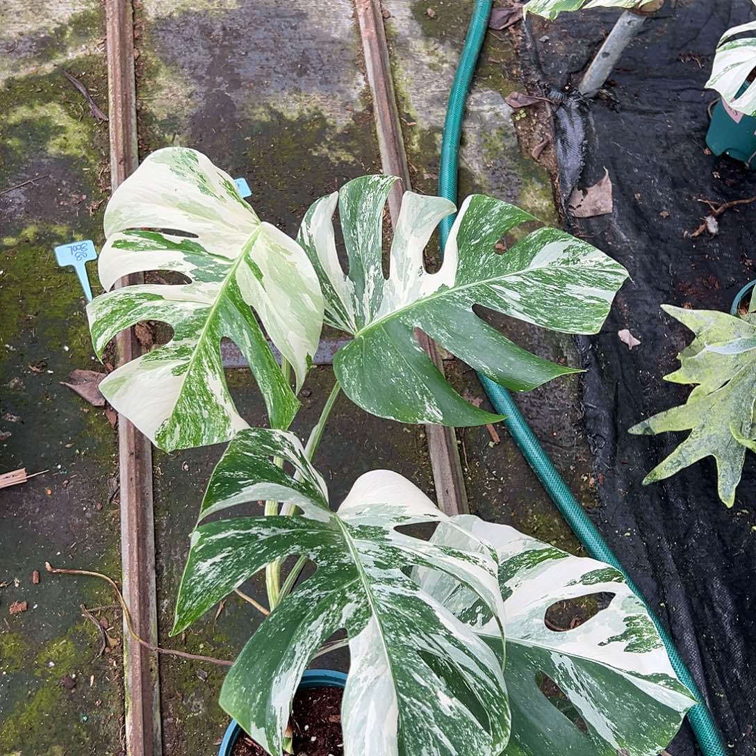 完全开放白龟1295