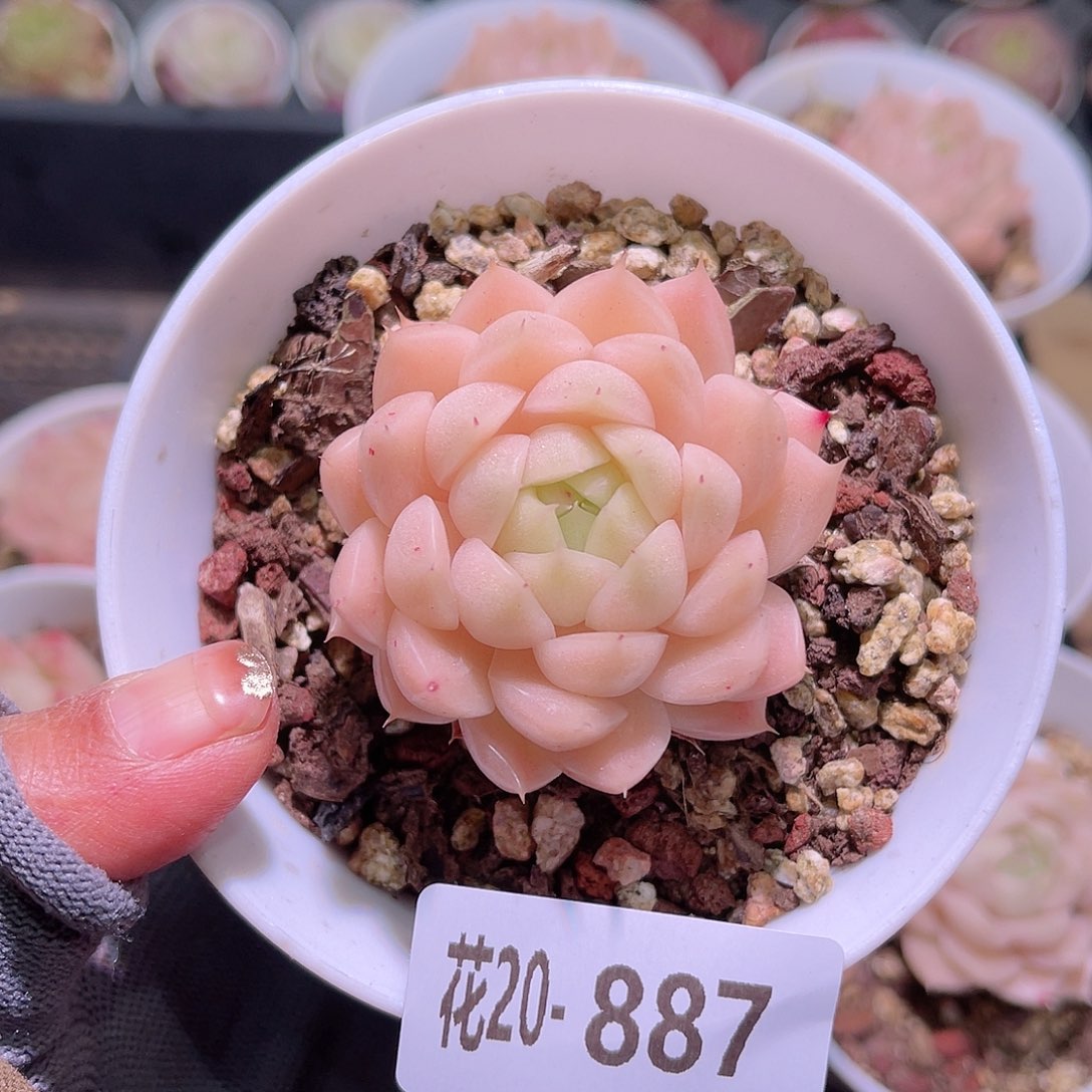 花20-887麦秆单头