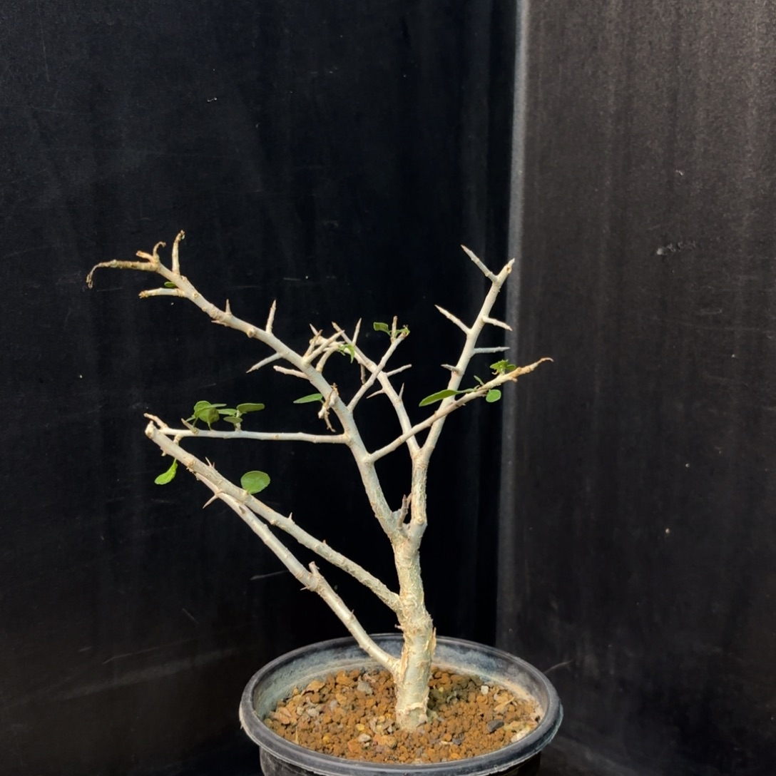 桃林橄榄带盆发货