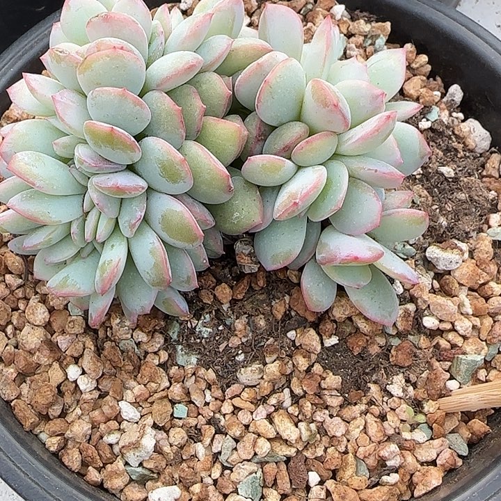 ＿****青蛙王子儿童牙膏11