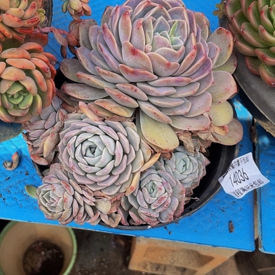 用****8海林娜14 36多肉