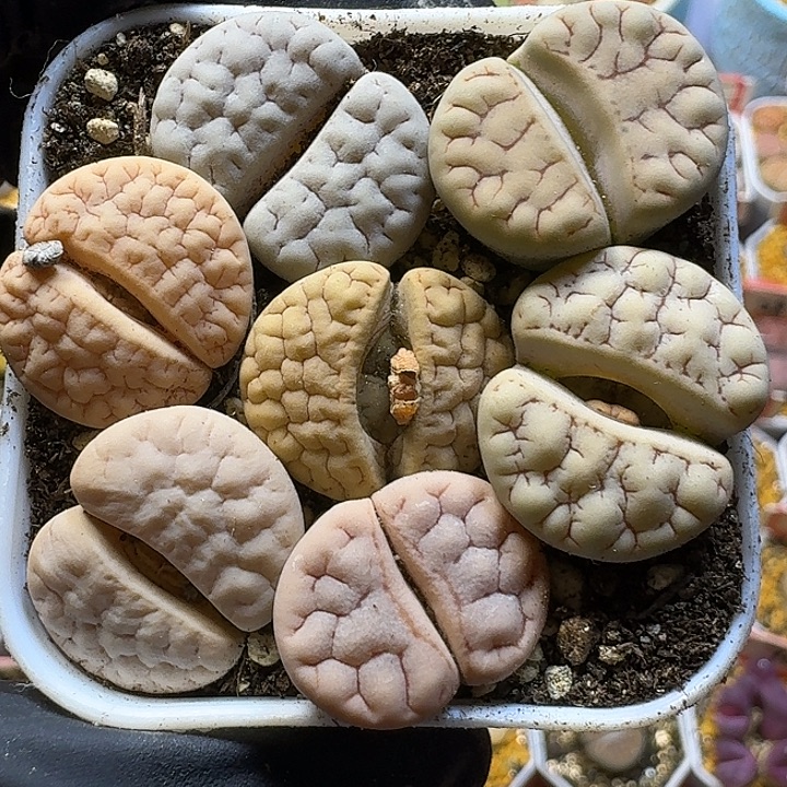 生石花111121。  100
