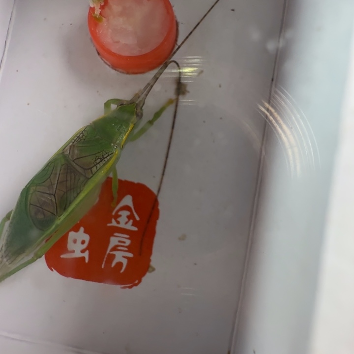 橙杆片蟋中长须一只