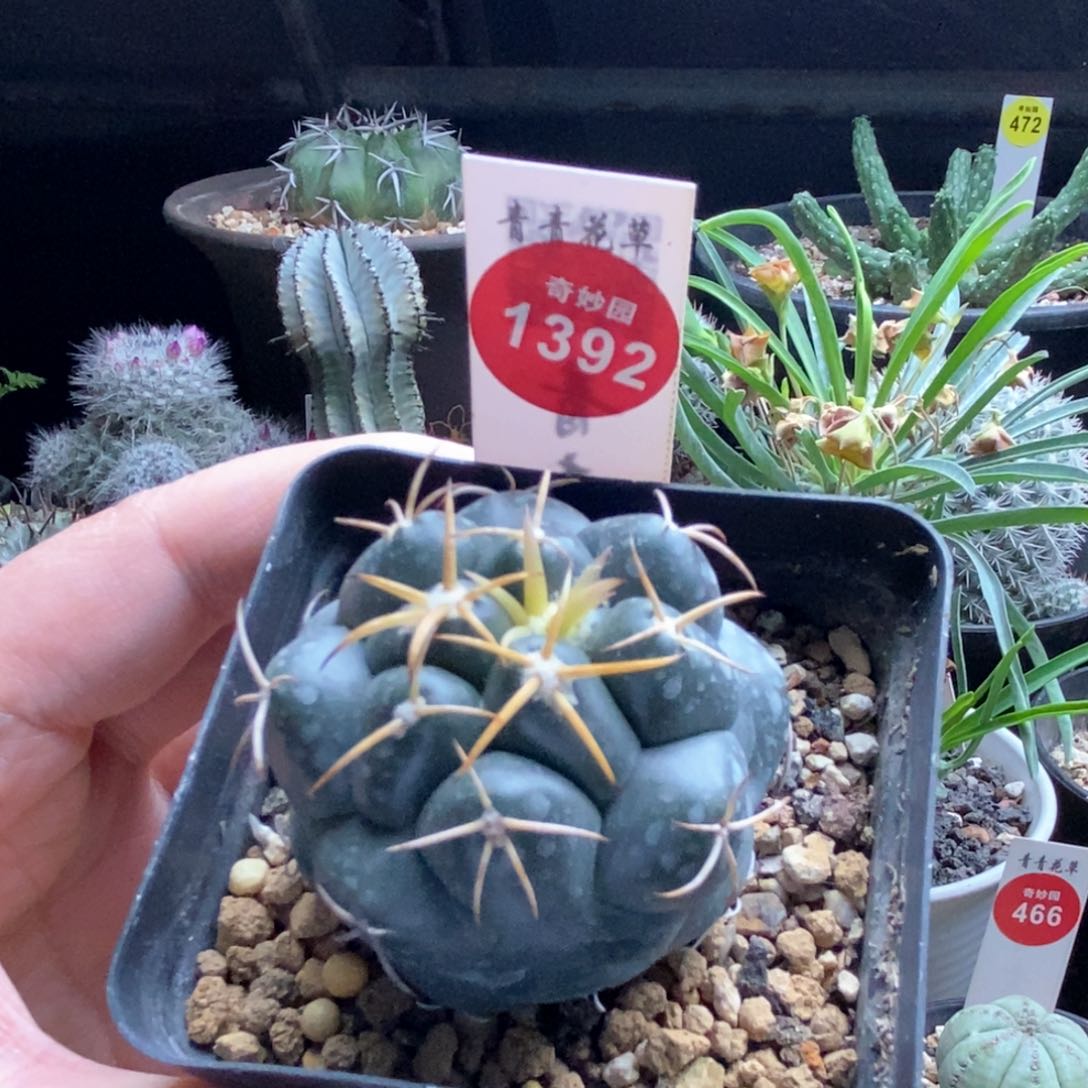 实生豪刺安宅象牙一颗4.7cm