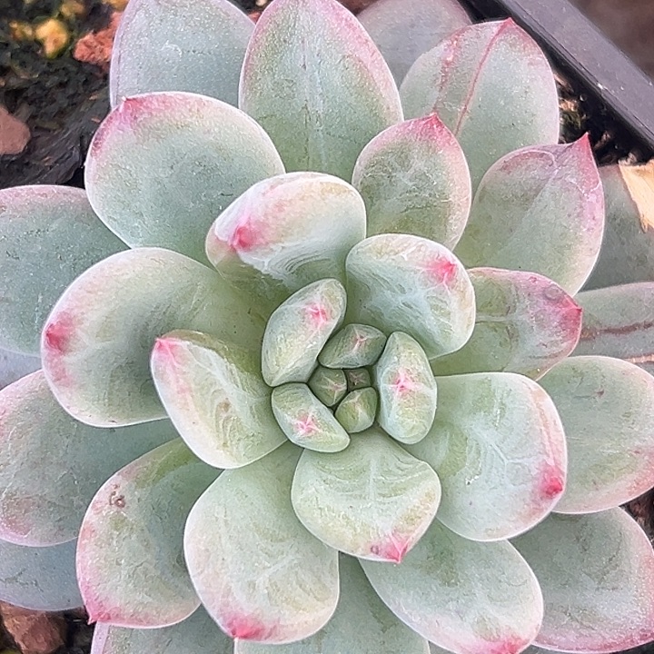 美人特价一物夏日