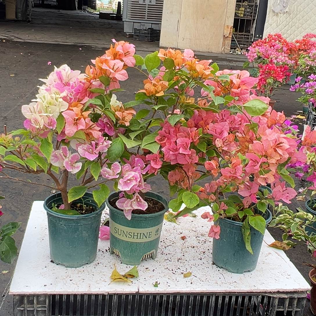 大部分花苞少量开放广红樱，金发女郎，橙粉公主组合