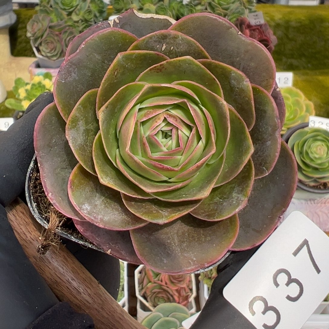 337深紫色系优选6厘米