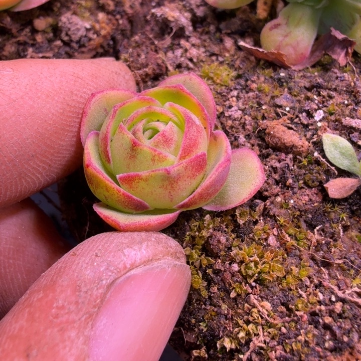 时***浅CC342  浅漪     