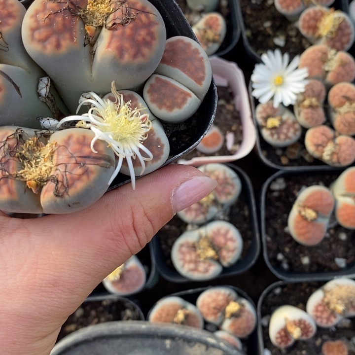 a***u生石花等植物的生长975