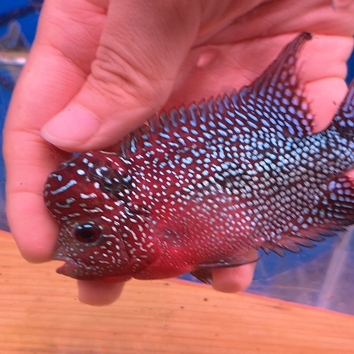 罗汉鱼福利88888888888888