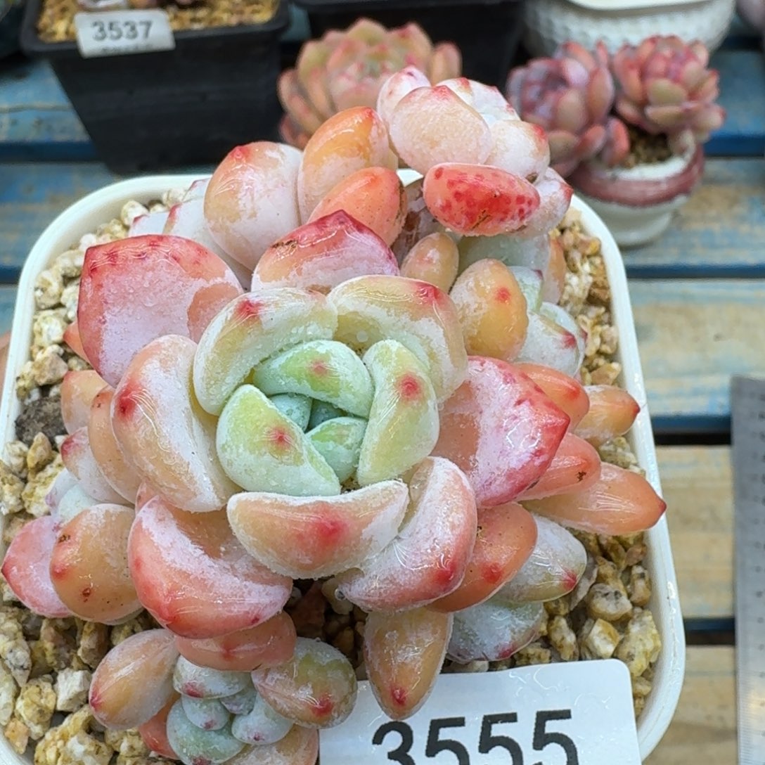 3555冷香（8厘米左右）