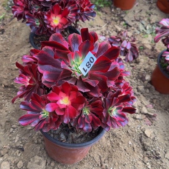 美杜莎4号棚081多肉植物