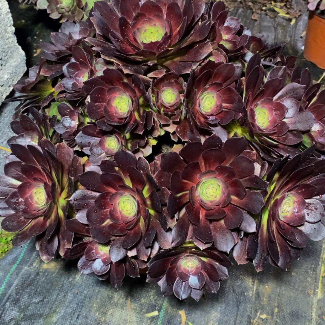 396号赤焰莲法师多肉